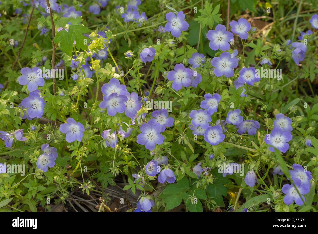 Les yeux bleus du Texas (nemophila phacelioides) poussent au Texas au printemps. Banque D'Images