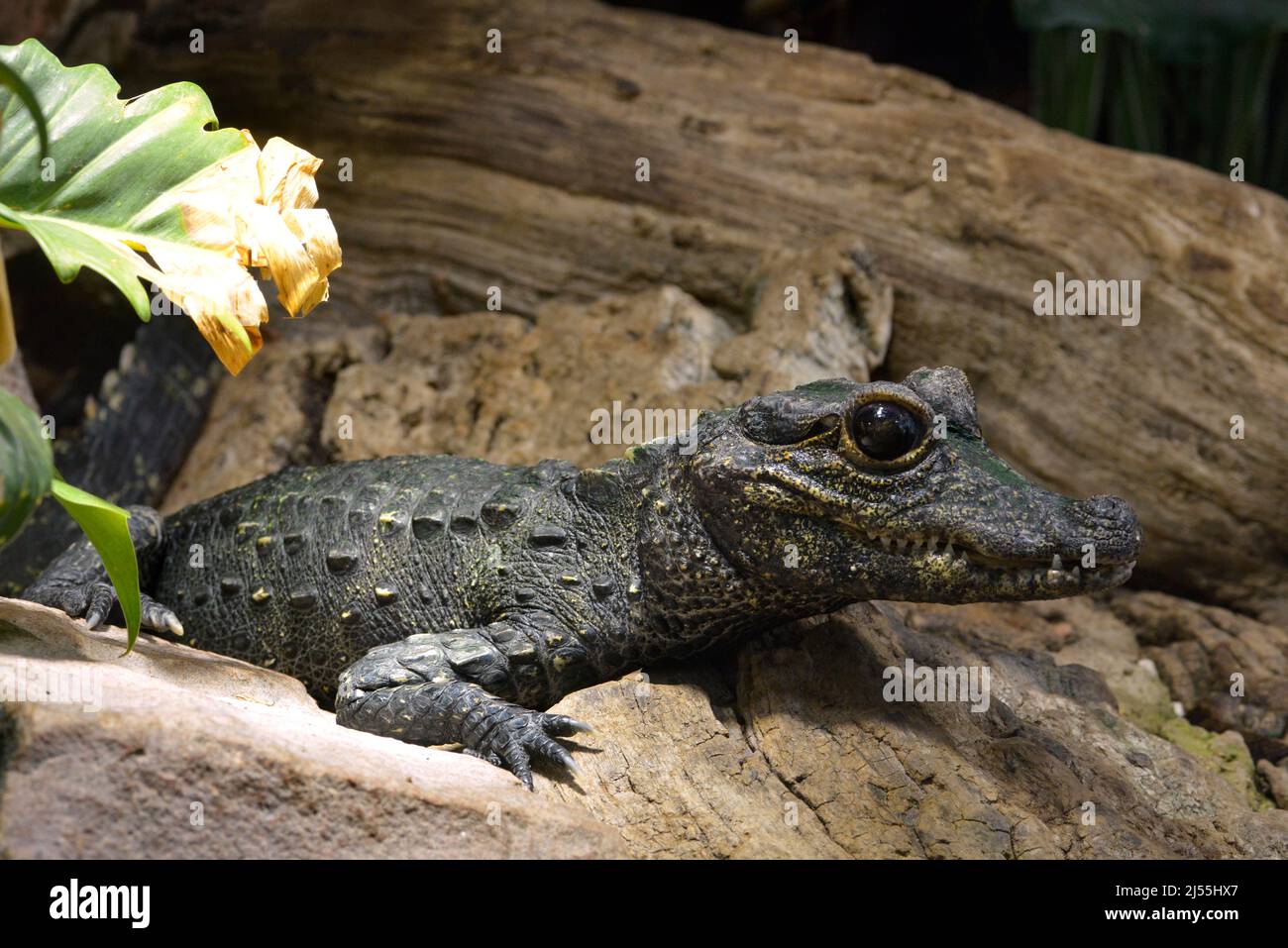 Gros plan crocodile nain (Osteolaemus tetrapis) avec ses grands yeux parce que ce crocodile est nocturne Banque D'Images