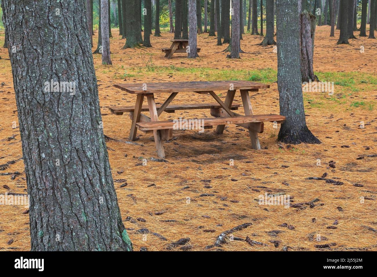 Tables de pique-nique dans la forêt de Pinus - pins avec aiguilles et cônes de pin tombés dans le parc public en automne, Parc Dorwin Falls, Rawdon, Québec, Canada. Banque D'Images