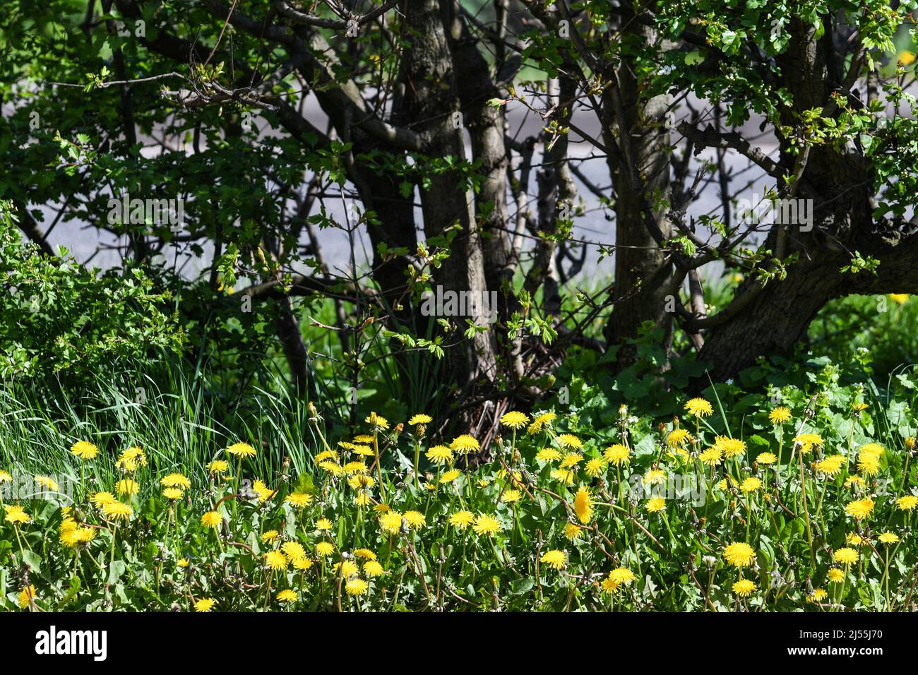 La lutte contre les mauvaises herbes en floraison pissenlit soleil du printemps Banque D'Images
