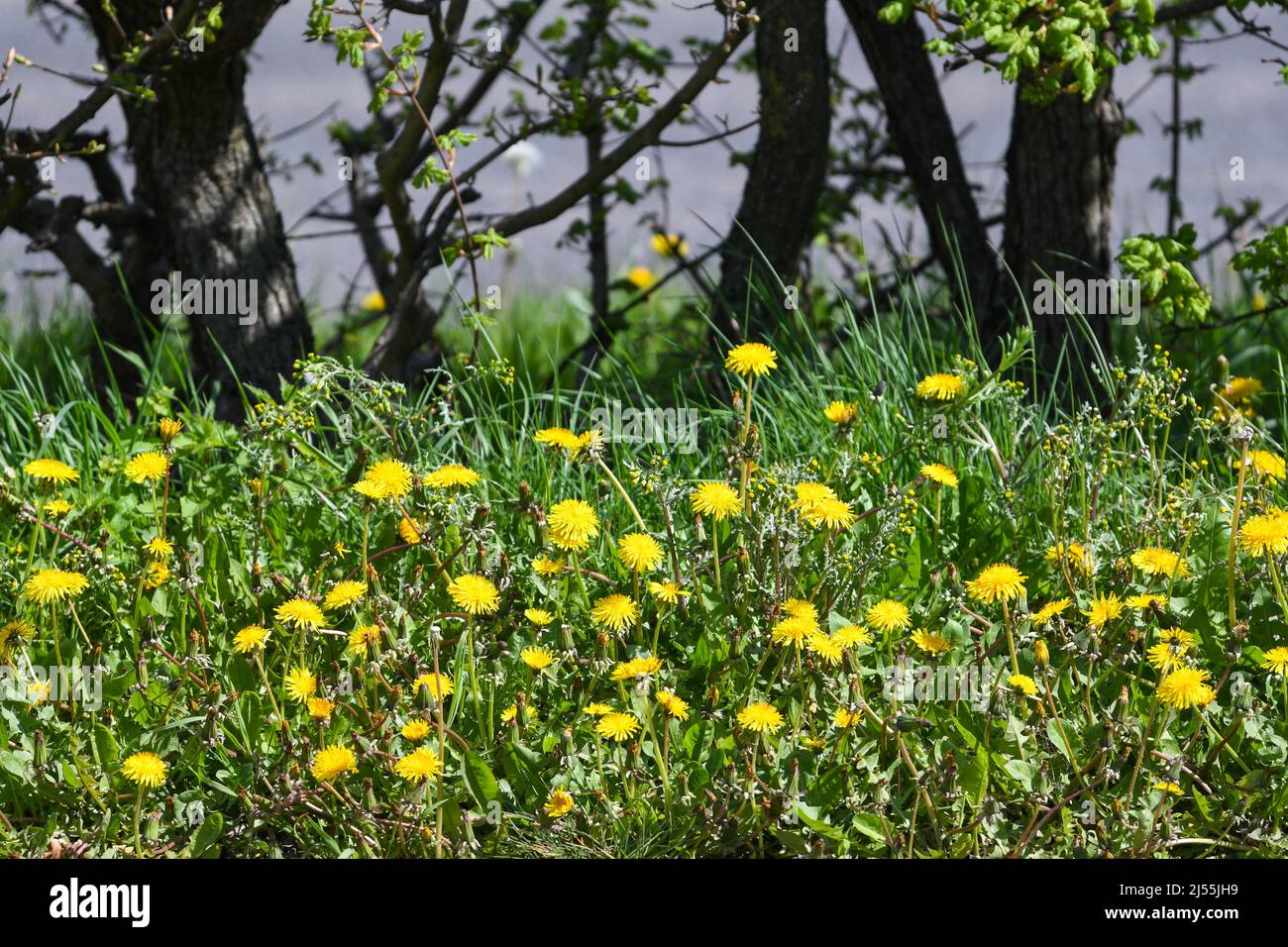 La lutte contre les mauvaises herbes en floraison pissenlit soleil du printemps Banque D'Images