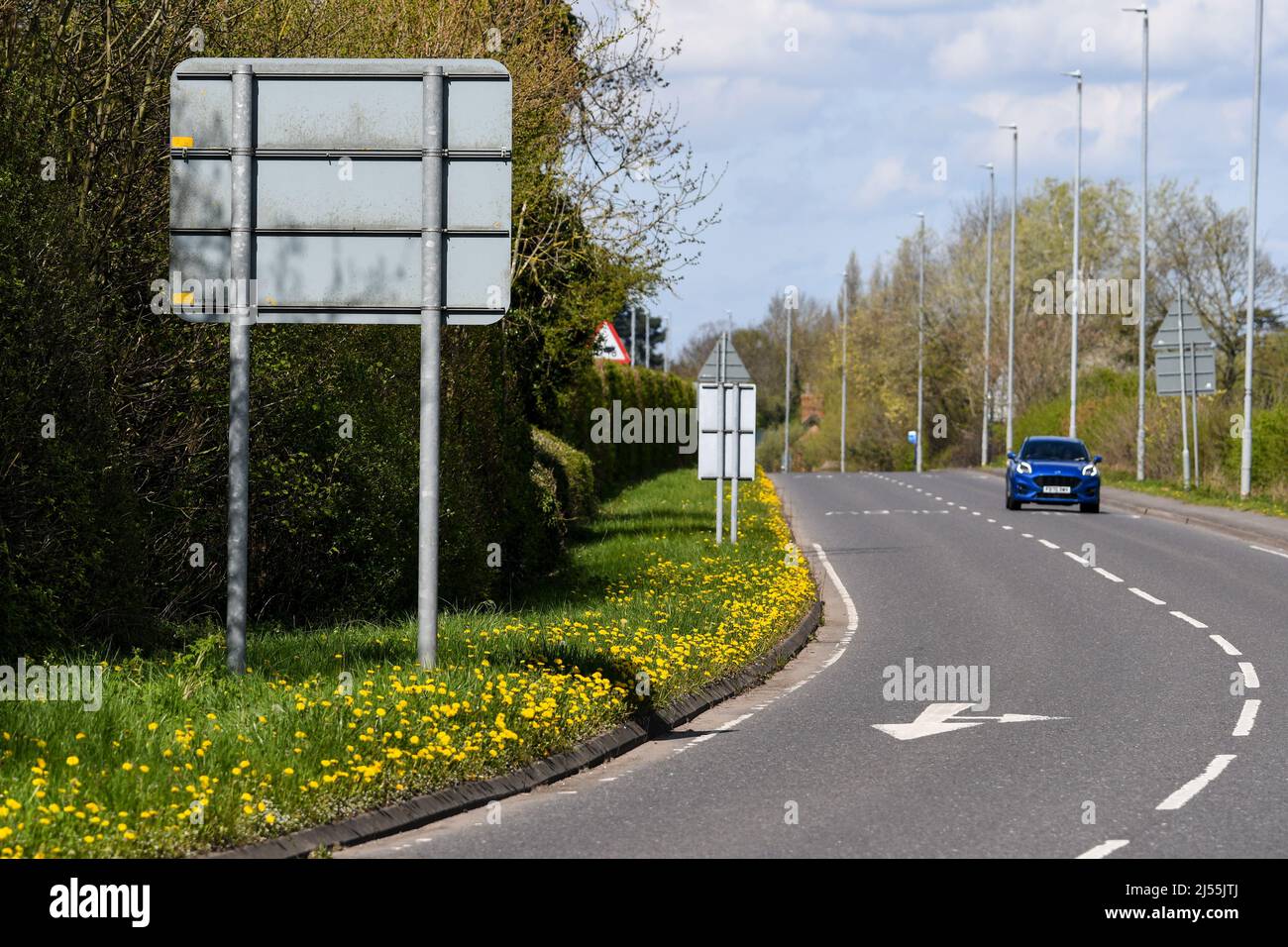 La lutte contre les mauvaises herbes en floraison pissenlit soleil du printemps Banque D'Images