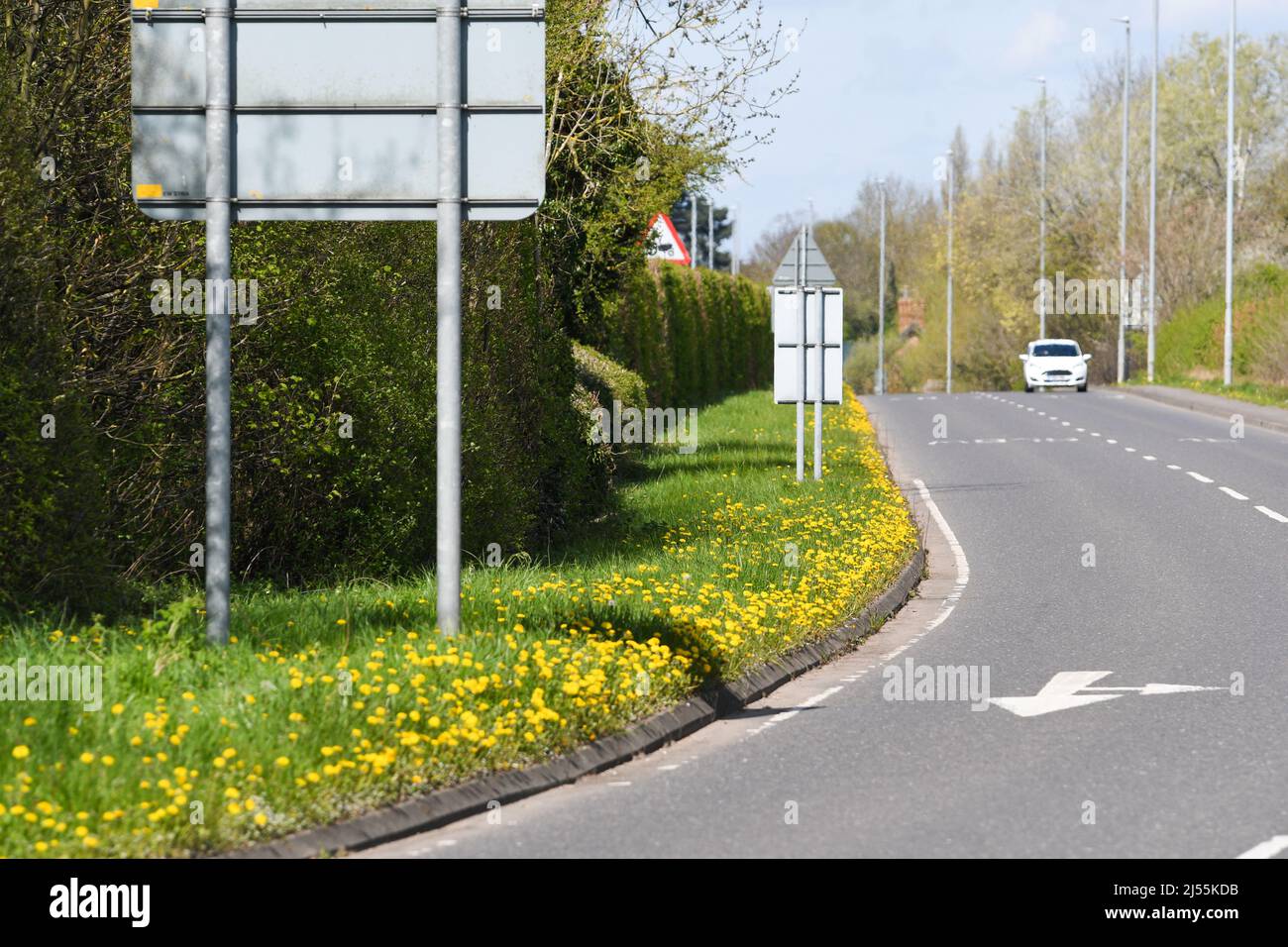 La lutte contre les mauvaises herbes en floraison pissenlit soleil du printemps Banque D'Images