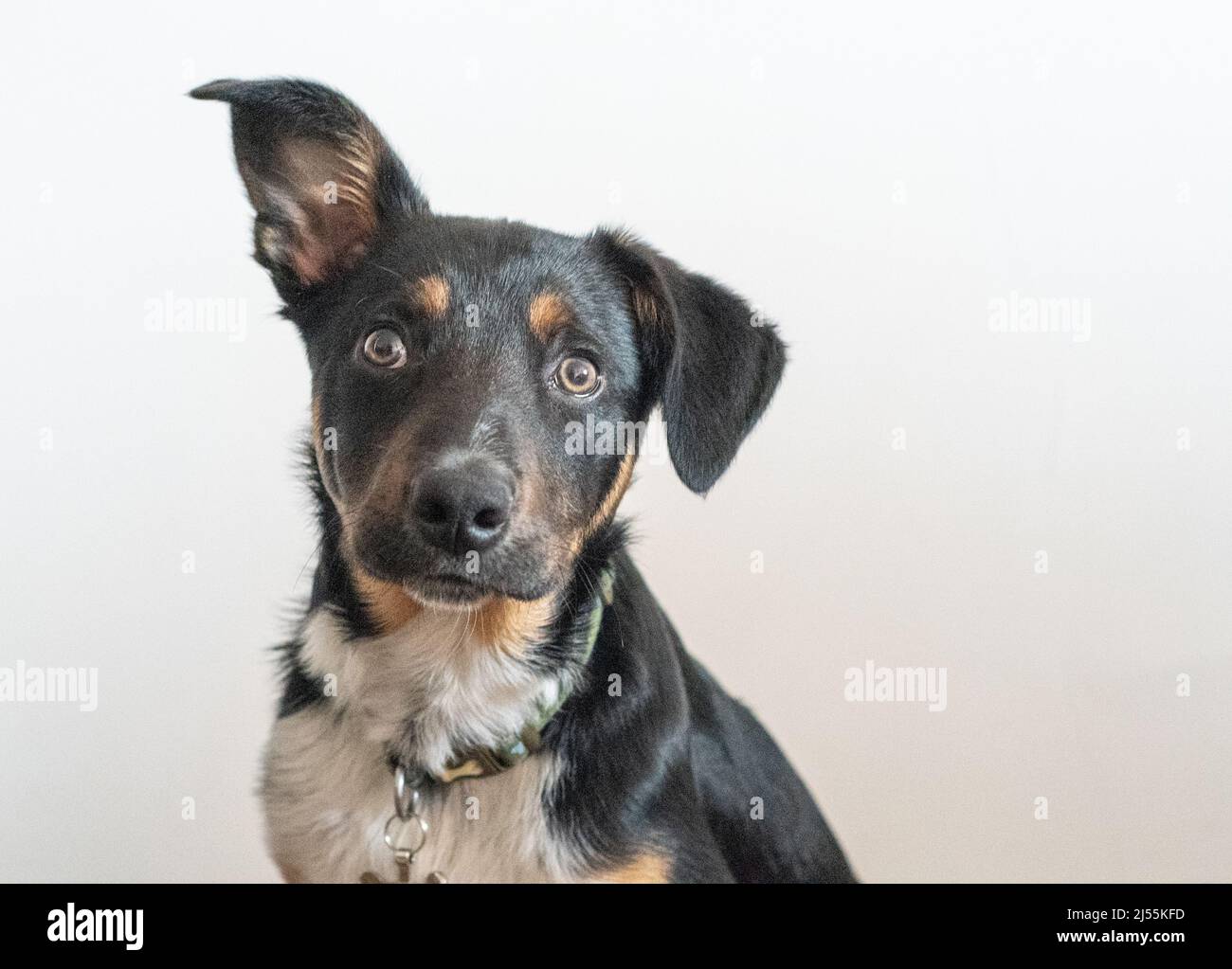 Jolies photos de Border Collie Puppy Banque D'Images