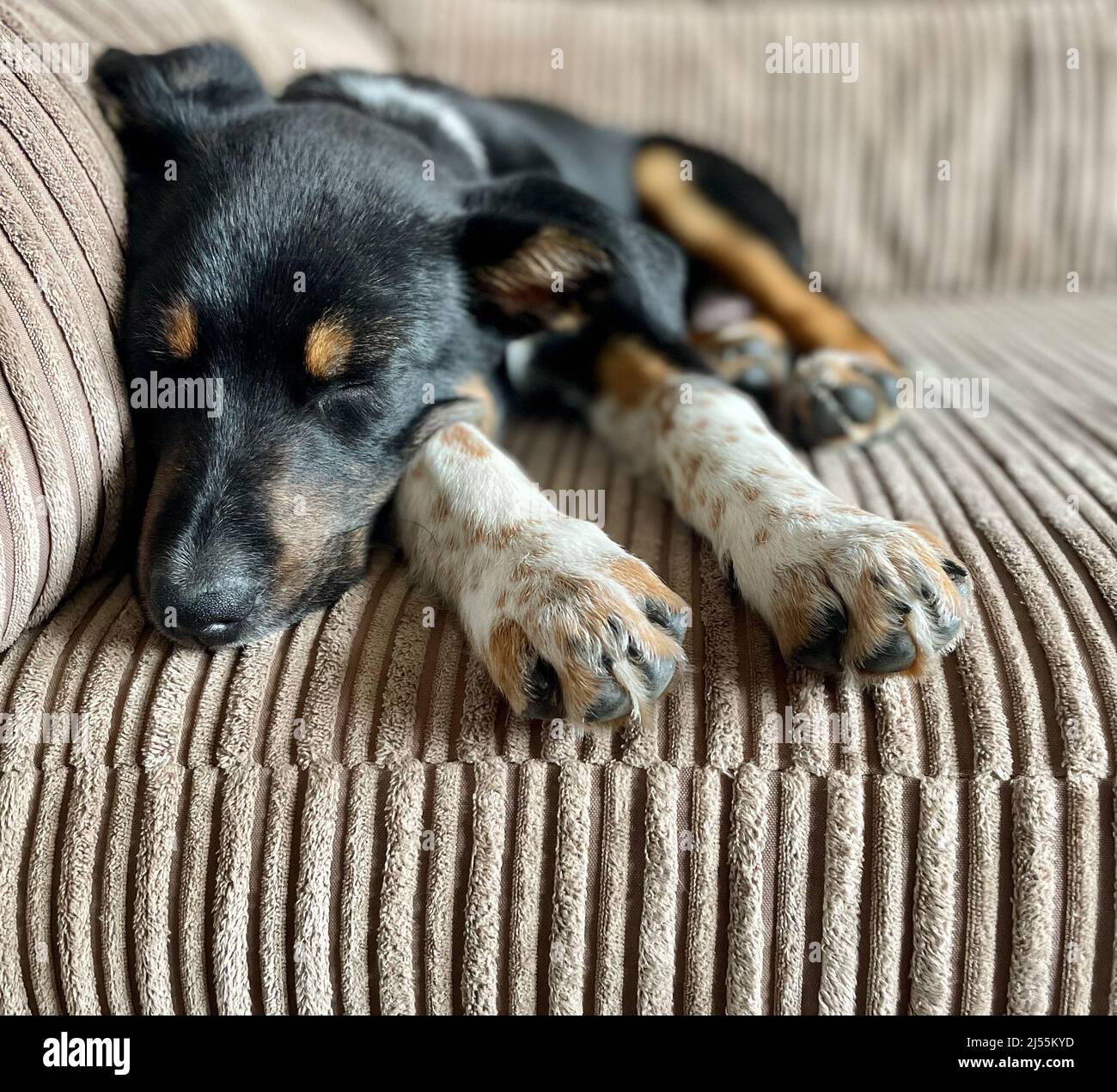 Jolies photos de Border Collie Puppy Banque D'Images