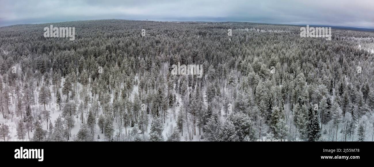 Vue panoramique sur la forêt arctique recouverte de neige Banque D'Images