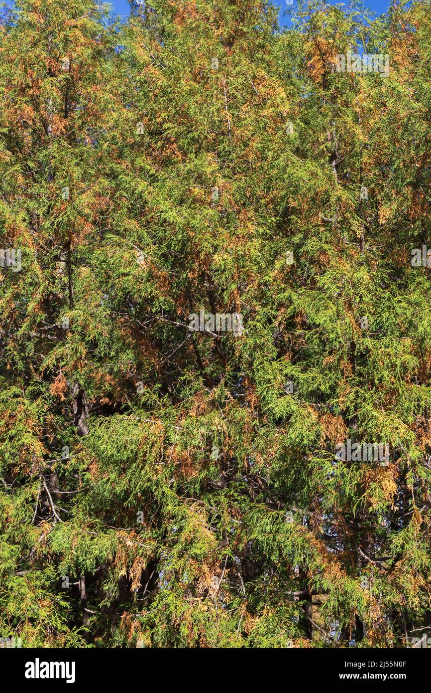 Thuja standishii - Cèdre dans l'état de durcissement à froid en automne. Banque D'Images