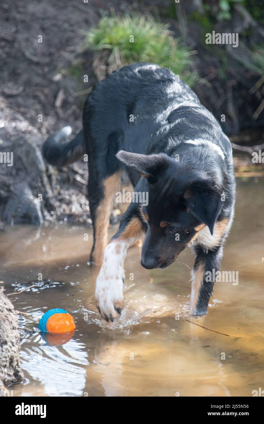 Border Collie jouant avec sa balle Banque D'Images