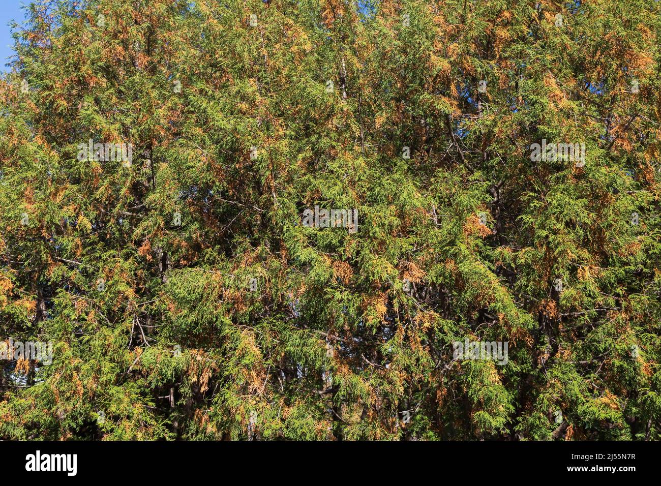 Thuja standishii - Cèdre dans l'état de durcissement à froid en automne. Banque D'Images