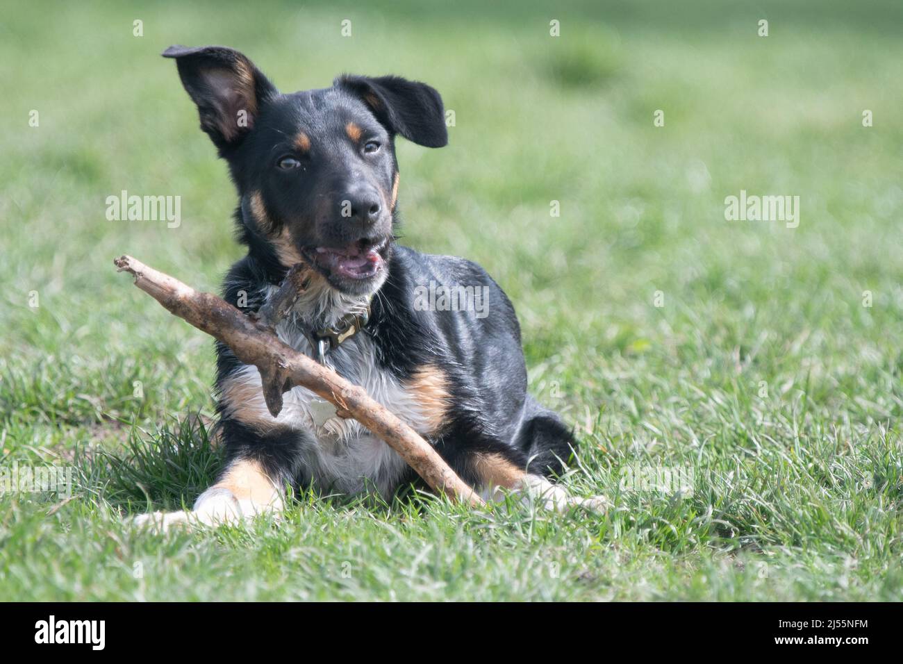 Gros plan d'un Border Collie jouant avec son bâton Banque D'Images
