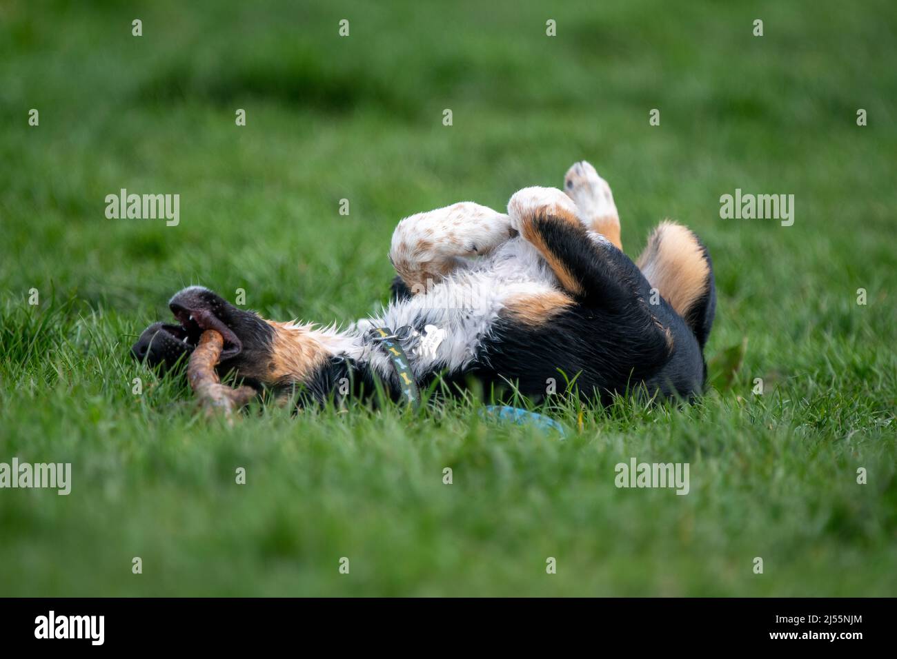Gros plan d'un Border Collie jouant avec son bâton Banque D'Images
