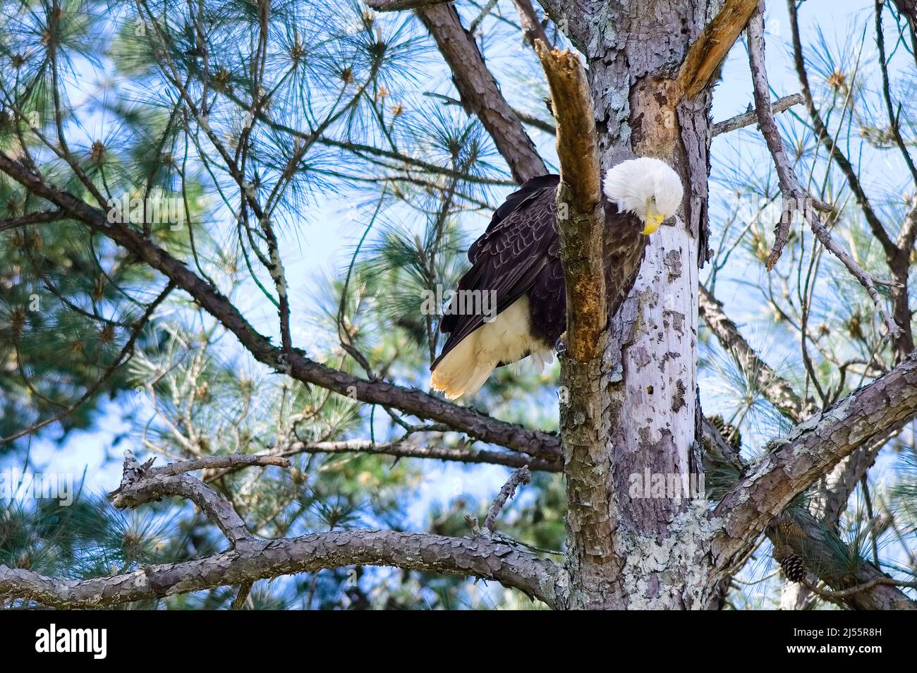 Perchée dans un pin, cette aigle à tête blanche surmontée ses environs. Banque D'Images