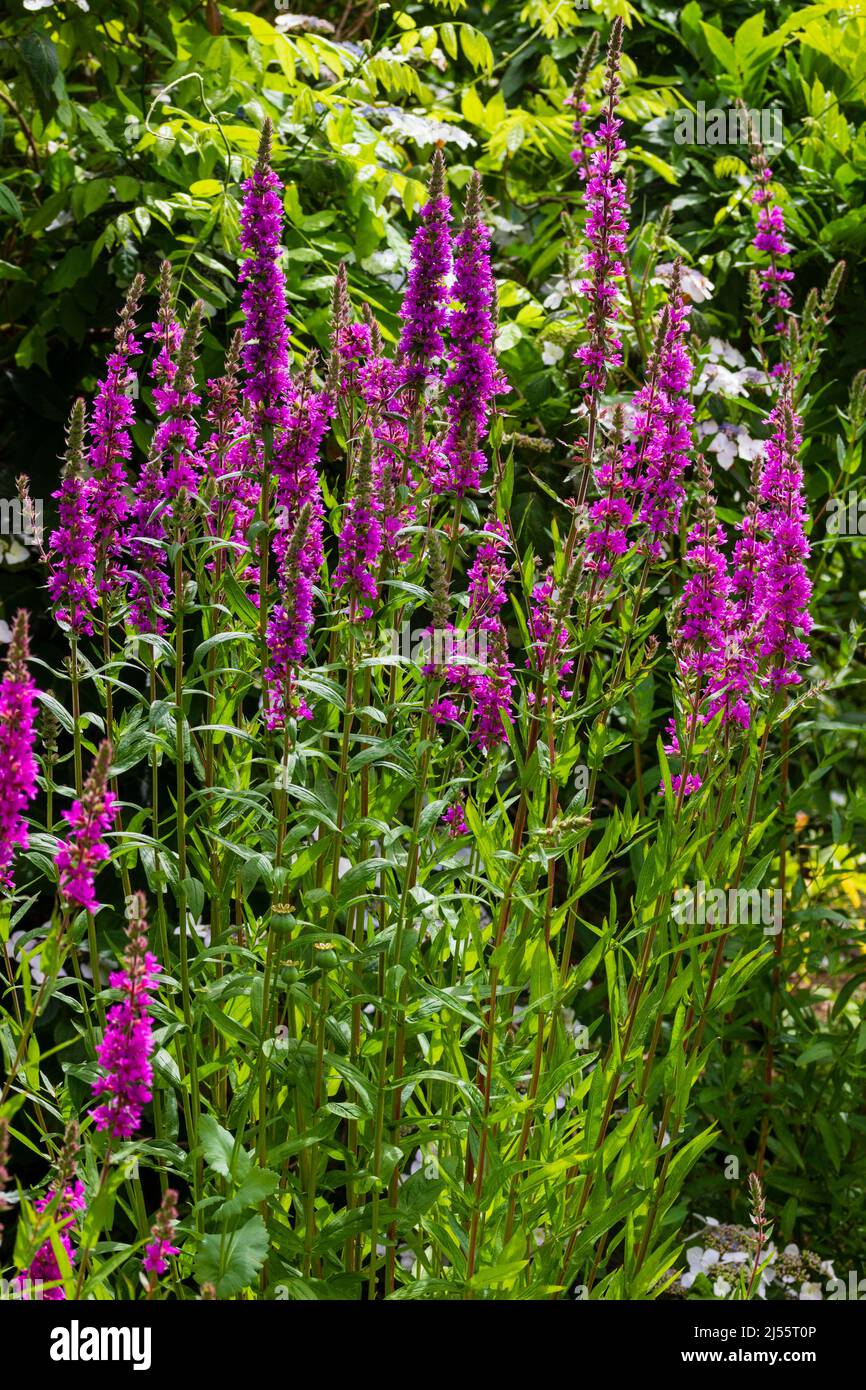 Debout les tiges de fleurs de la rose a fleuri Lythrum salicaria 'Rocket' Banque D'Images