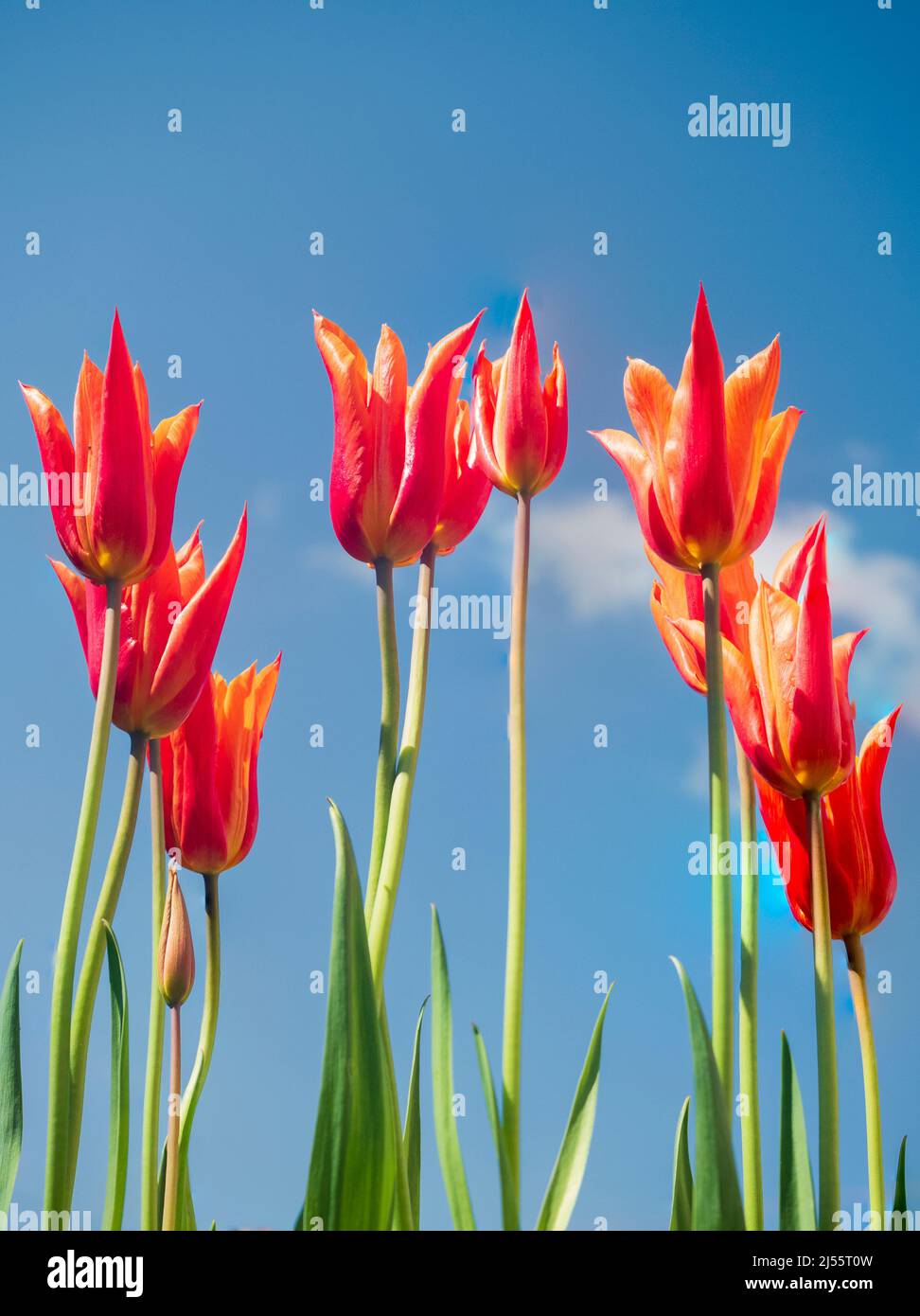 Fleurs d'orange parfumées de l'élégante tulipe à fleurs de nénuphars 'Ballerina', sur un ciel bleu de printemps Banque D'Images