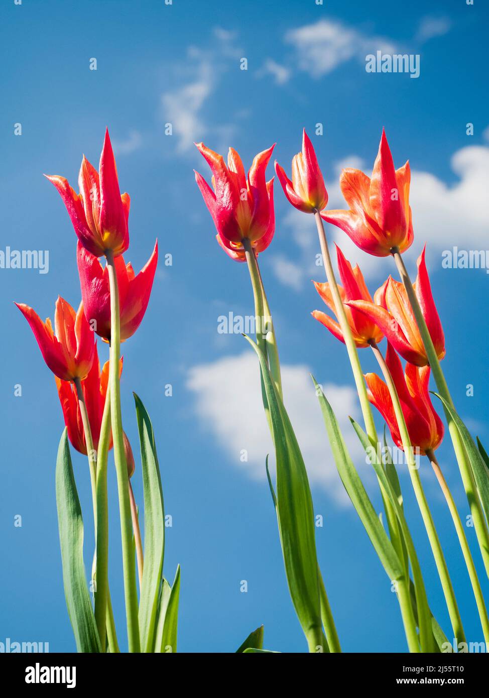Fleurs d'orange parfumées de l'élégante tulipe à fleurs de nénuphars 'Ballerina', sur un ciel bleu de printemps Banque D'Images