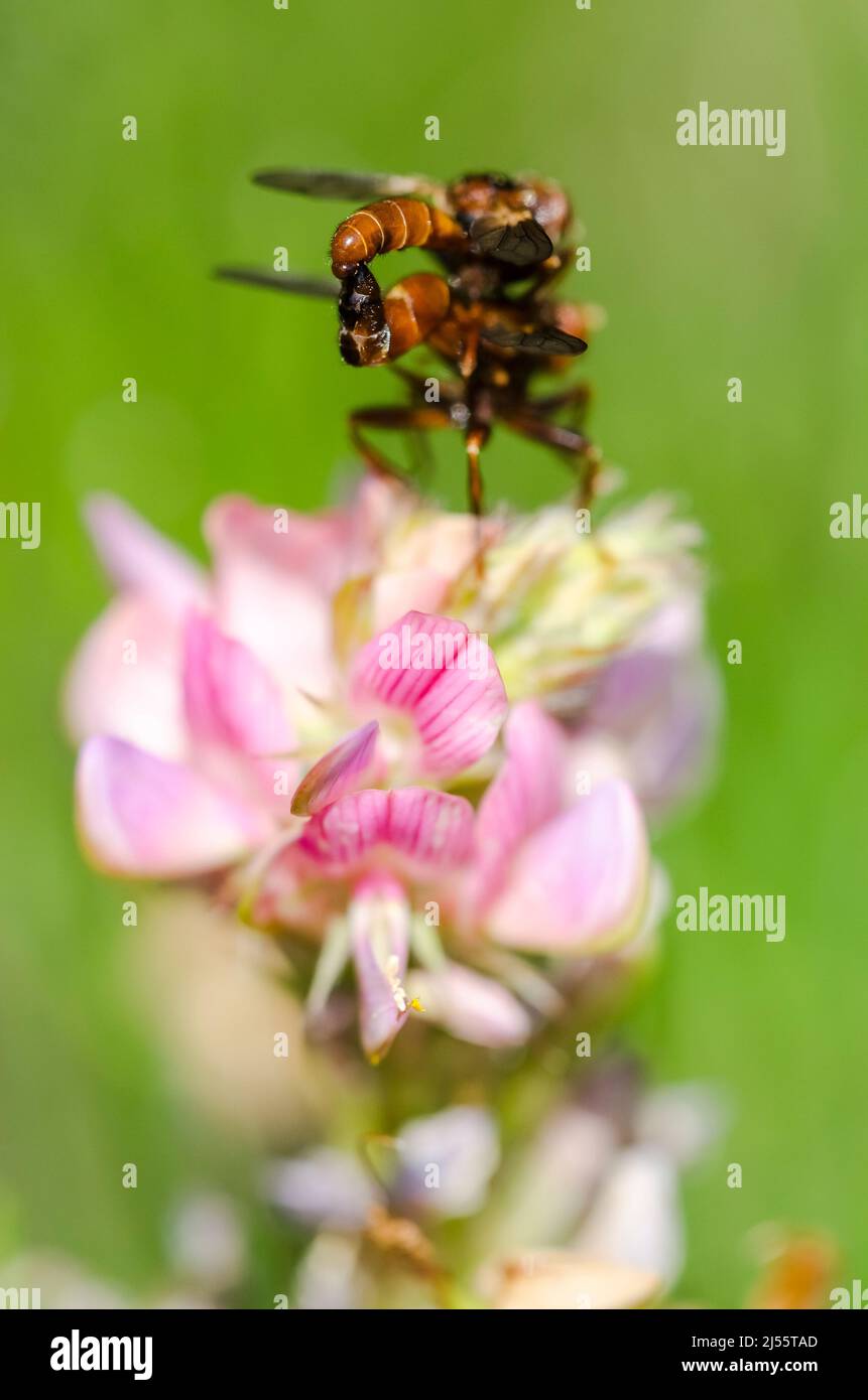 L'abeille ferrugineuse-Grabber, Sicus ferrugineus, une espèce de mouche de la famille des Conopidae, qui se pond sur la sainfoin commune. Banque D'Images