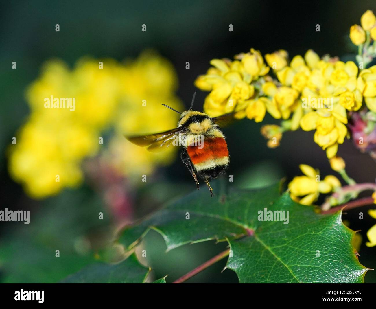 Une grosse abeille surmontée d'un arbuste à ceinture orange ou tricolore, survolant un arbuste de raisin de l'Oregon rempli de grappes de fleurs jaunes. Banque D'Images