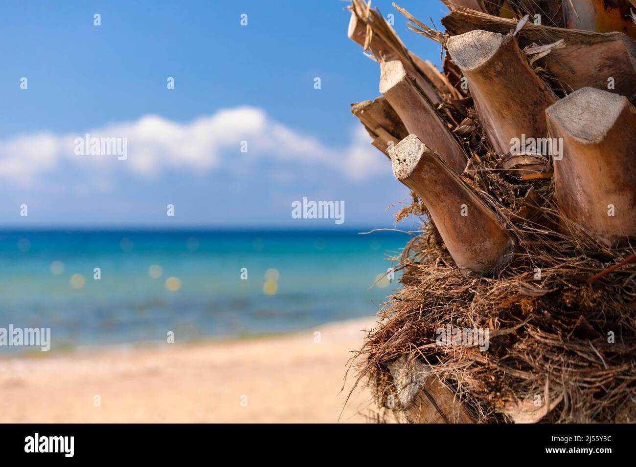 Gros plan du palmier en Grèce. Vacances vibes Banque D'Images