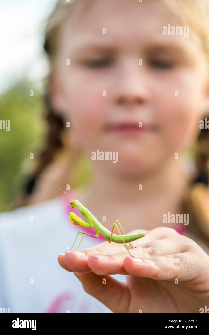 La mante de prière juvénile (Mantis religiosa) sur fond blanc Photo Stock -  Alamy