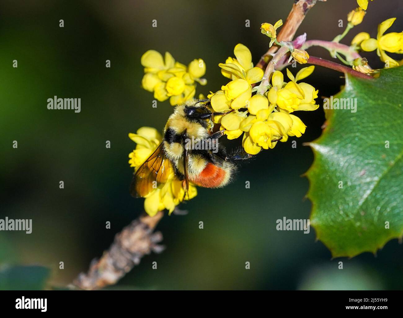 Un portrait en gros plan d'une abeille à ceinture orange collectant le pollen des fleurs jaunes d'un arbuste vert de raisin d'Oregon. Banque D'Images