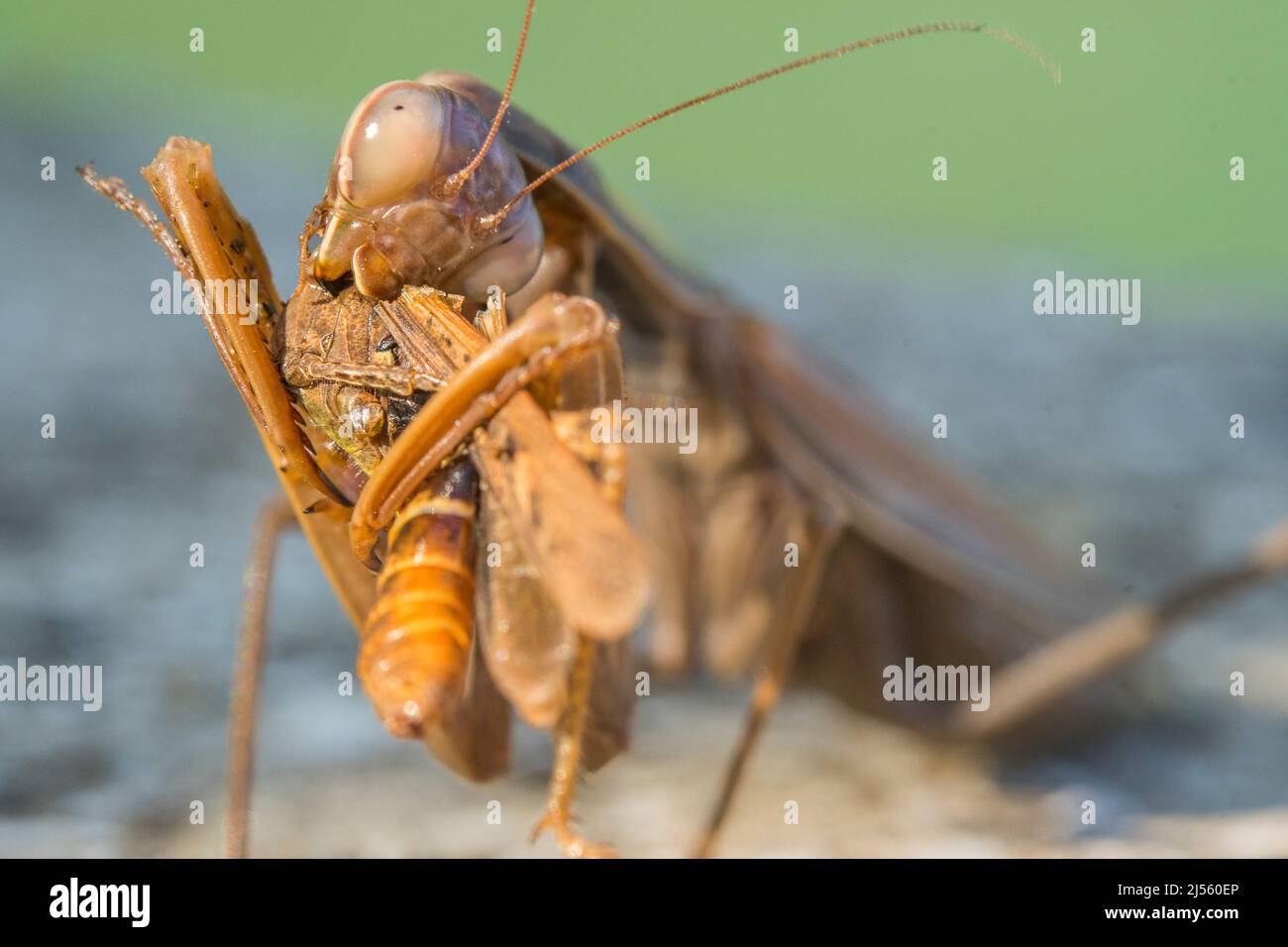 La mante européenne ou la mante de prière (Mantis religiosa), femelle, mange une sauterelle du genre Omocestus. Banque D'Images