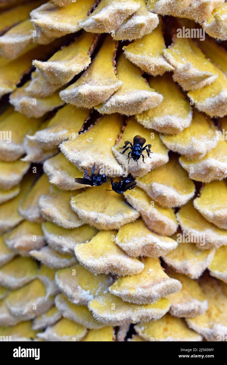 Abeilles sans pigeles sur le cône mâle de la paume sagou Banque D'Images