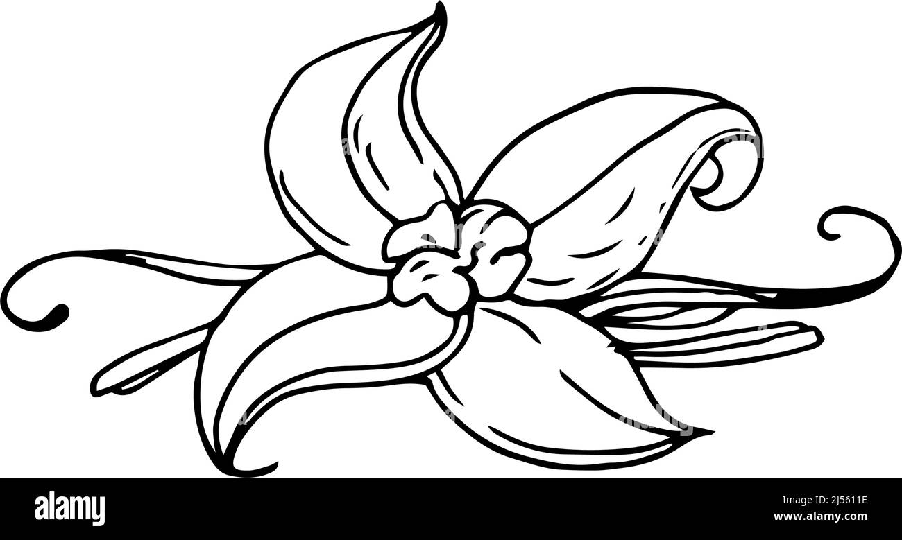Fleur de vanille fines lignes noires sur fond blanc - illustration vectorielle Illustration de Vecteur