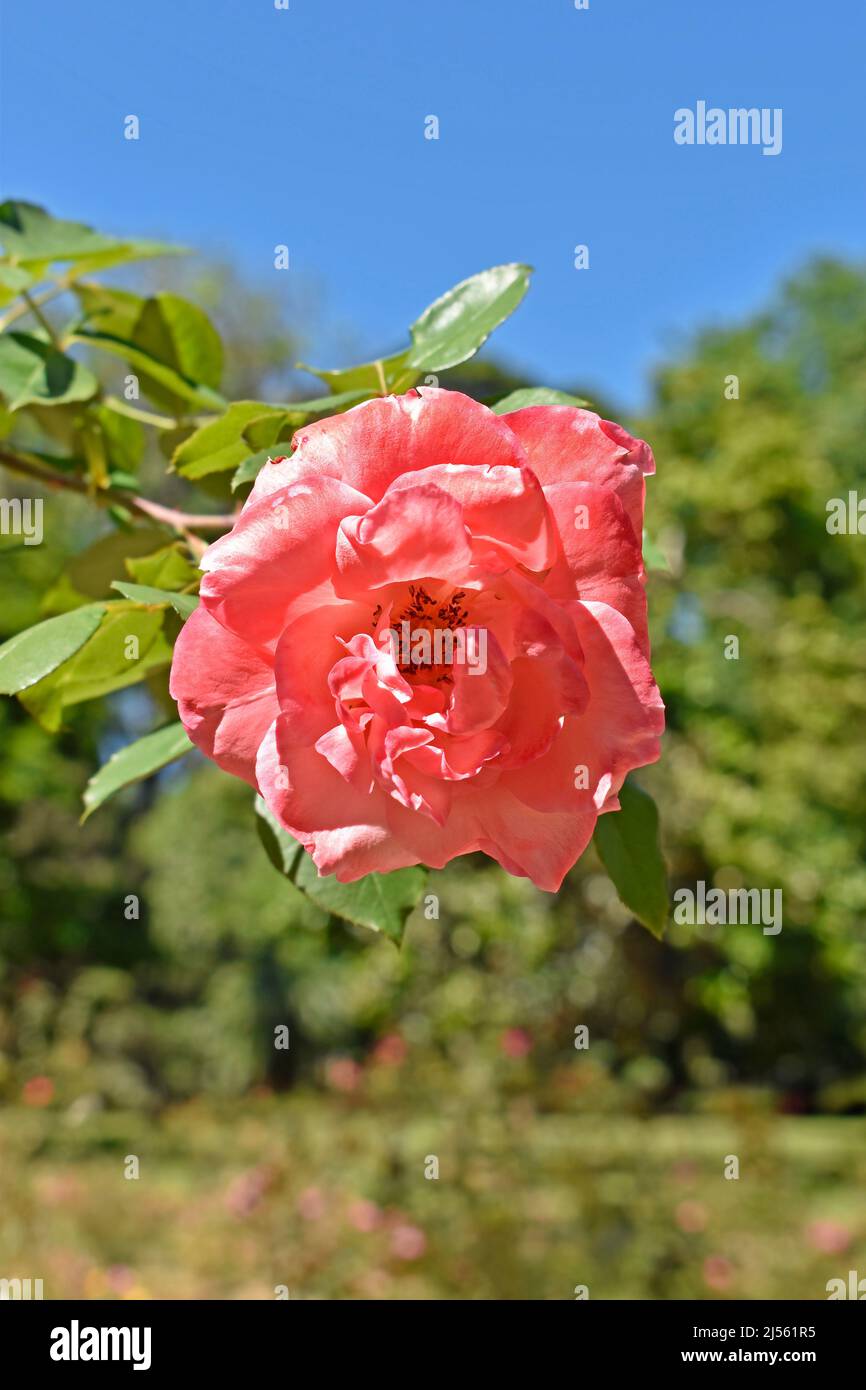 Rose de corail sur le jardin, Rio, Brésil Banque D'Images