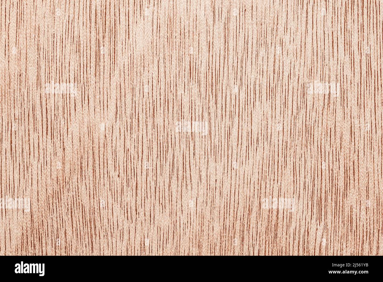 Texture du bois. Surface de grunge de fond en bois clair pour un design rustique Banque D'Images