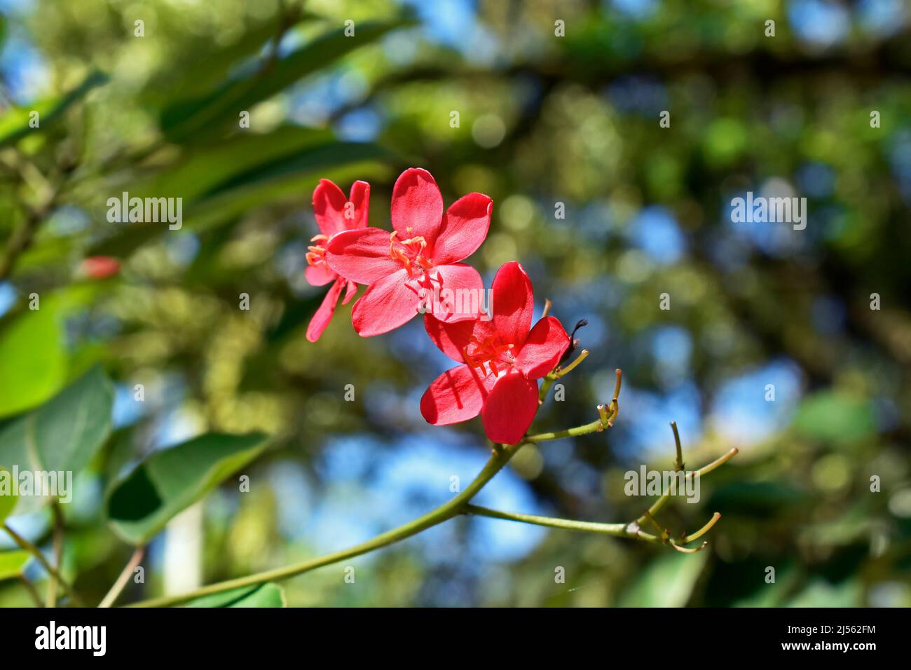 Fleurs épicées de jatropha (Jatropha integerrima) sur le jardin Banque D'Images