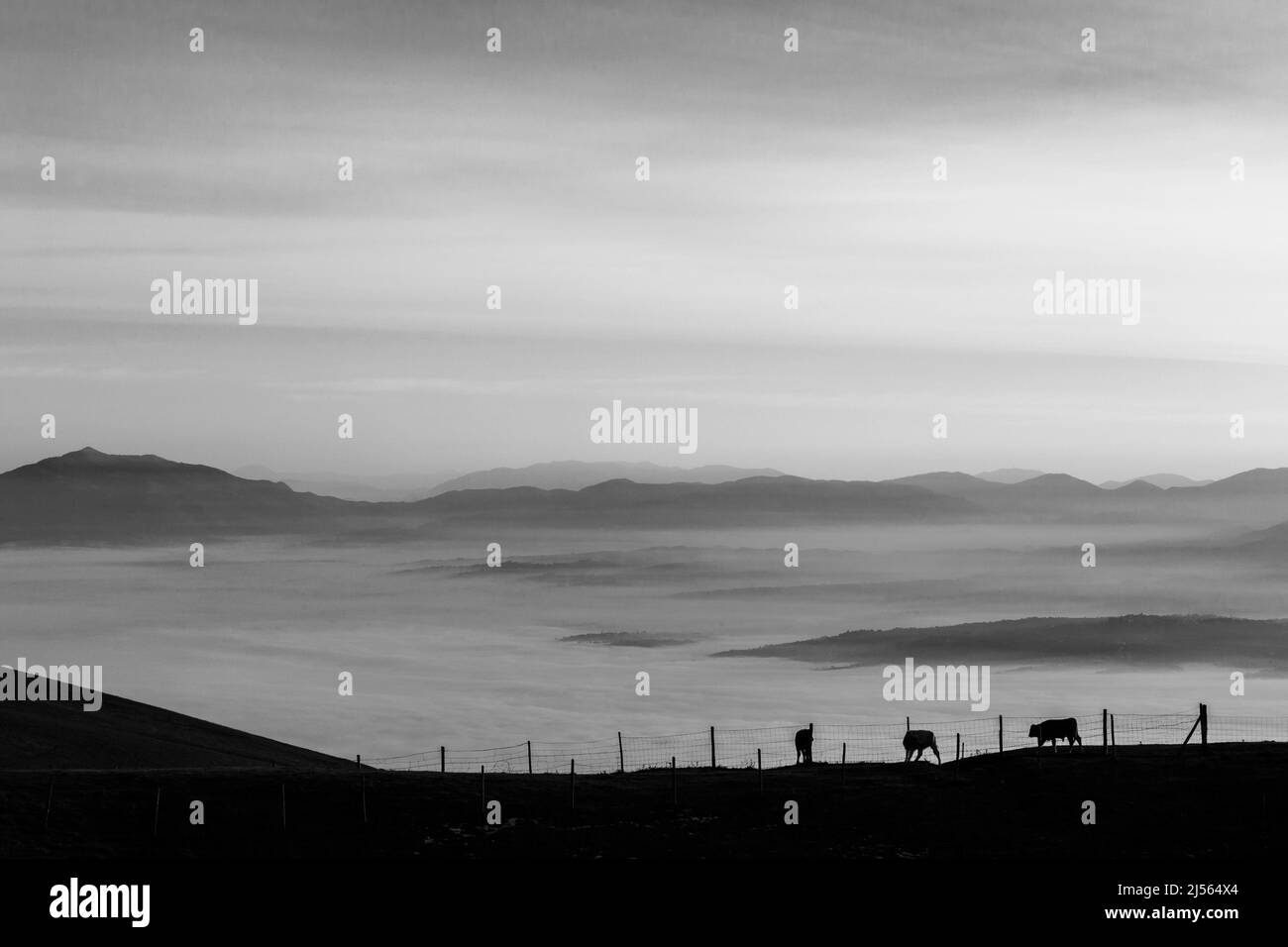 Vaches pasteurs sur une montagne, au-dessus d'une mer de brouillard au coucher du soleil Banque D'Images