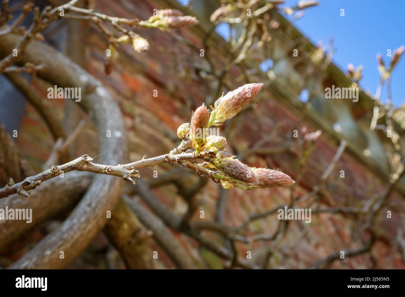 La wisteria bourgeonnante escalade sur un mur de briques / Château de Powis et jardin Banque D'Images