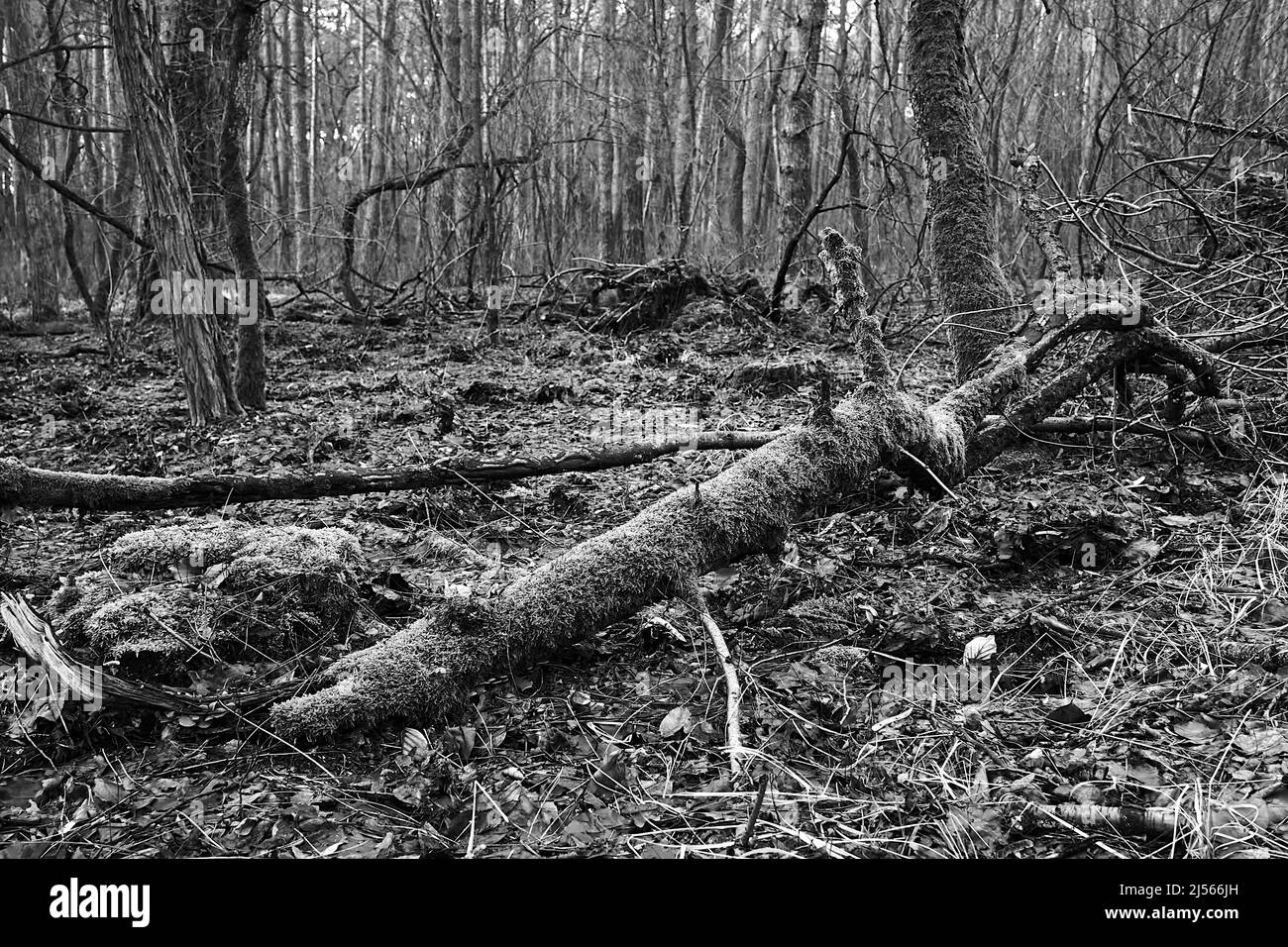 Tronc d'arbre tombé recouvert de mousse dans une forêt brumeuse au printemps en Pologne monochrome Banque D'Images