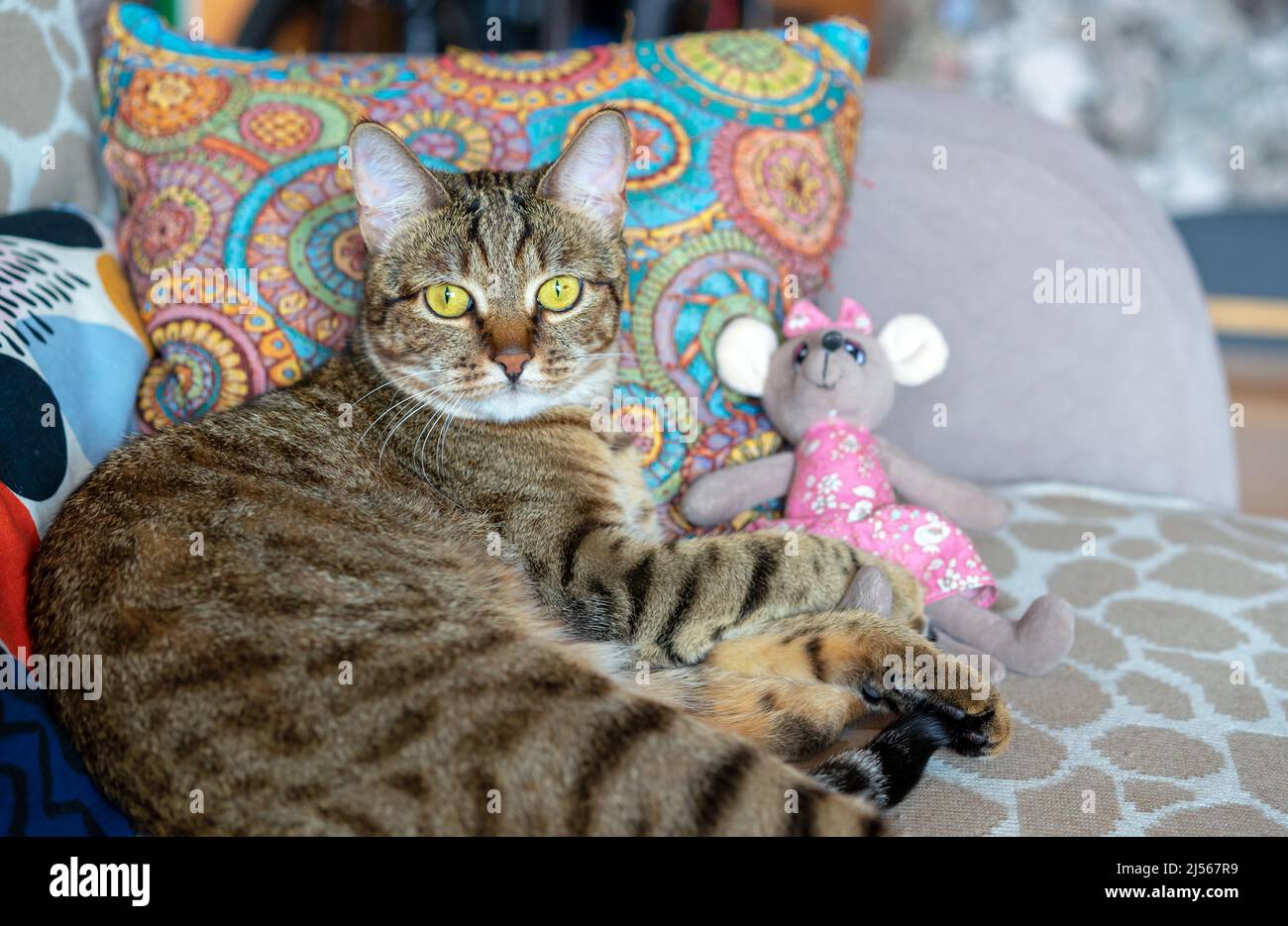 Le chat tabby se trouve dans une étreinte avec une souris jouet. Banque D'Images