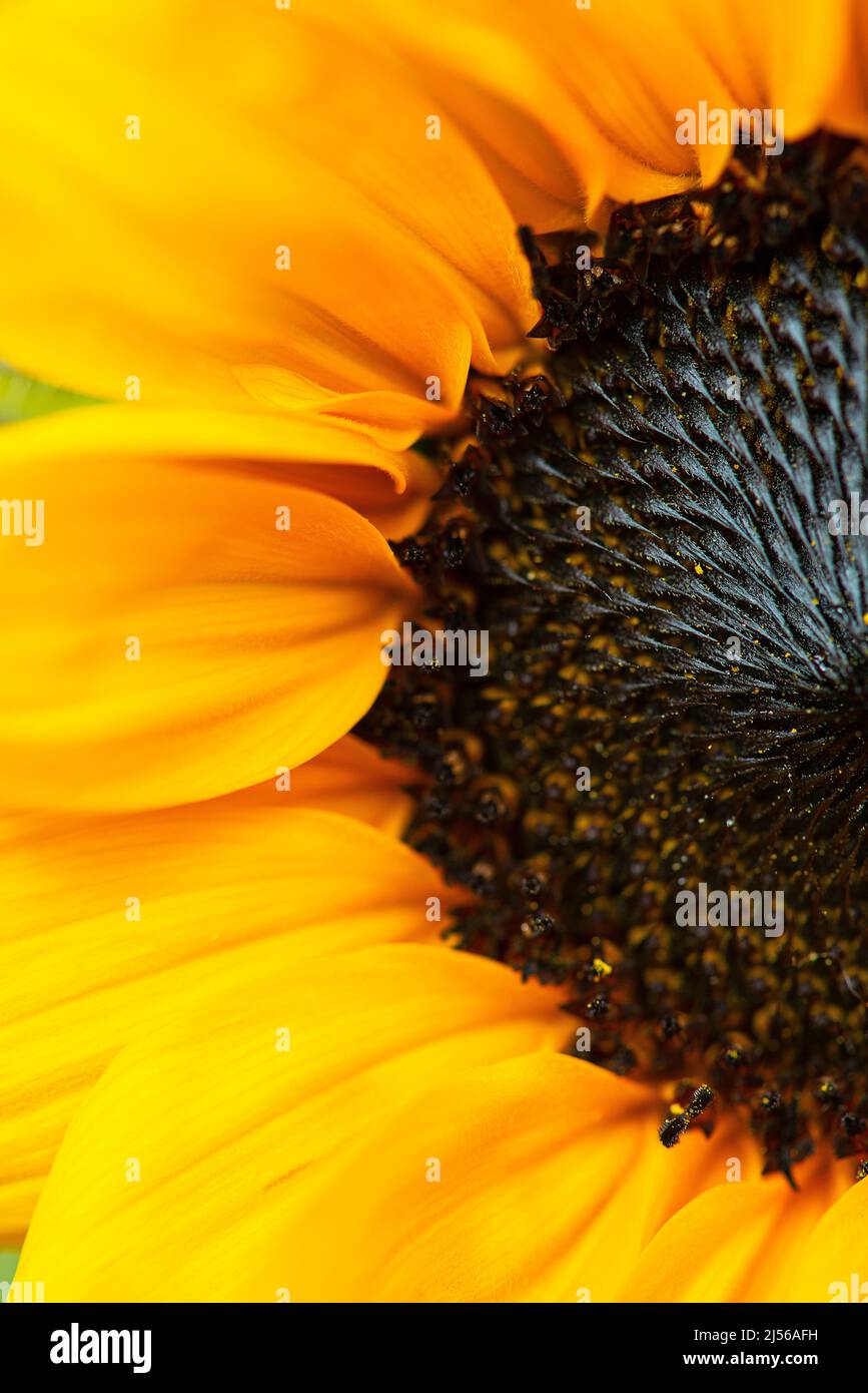 Un gros plan d'un tournesol d'été. Banque D'Images