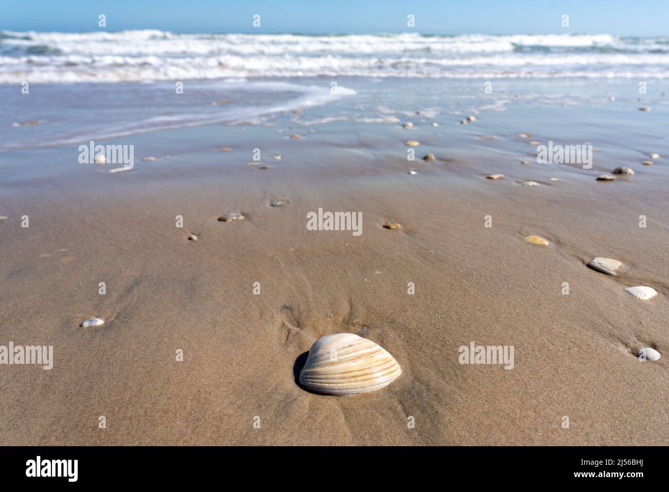 Un grand quai sud, Mercenaria mercenaria, lavé sur la plage par les vagues de South Padre Island, Texas. Banque D'Images