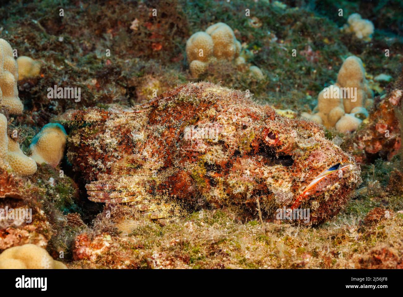 Le scorpionfish du diable, Scorpaenopsis diabolus, est un prédateur ambush qui repose sur un excellent camouflage. Banque D'Images