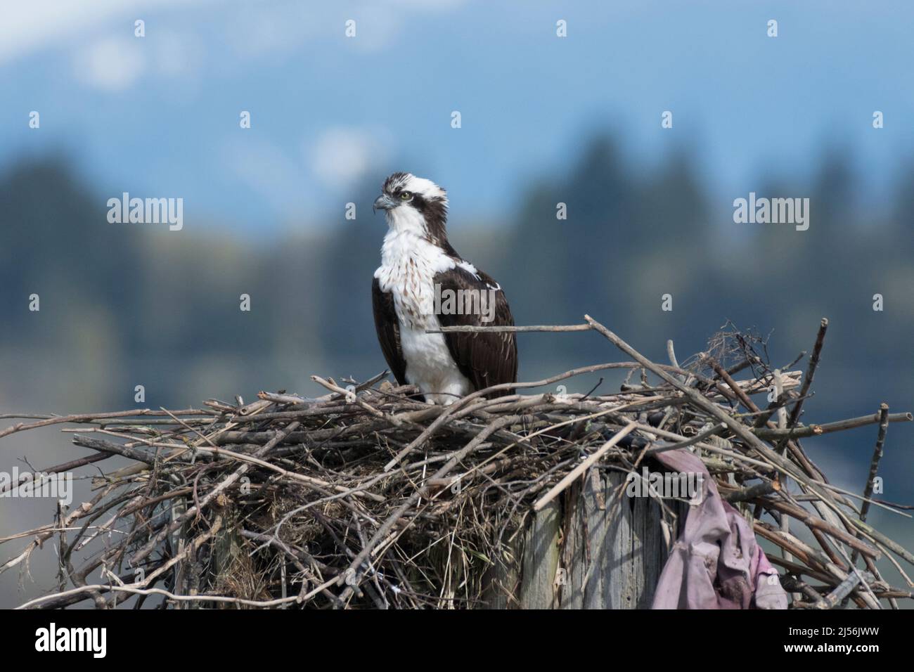 Une femme Osprey attend patiemment que son compagnon revienne dans son nid à Everett, Washington. Banque D'Images