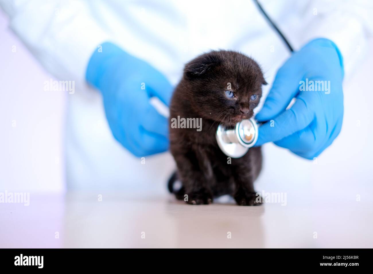 Chaton et vétérinaire.chaton noir entre les mains d'un médecin.Santé de chat.examen avec un vétérinaire.chaton noir de shorthair britannique.médecine pour Banque D'Images