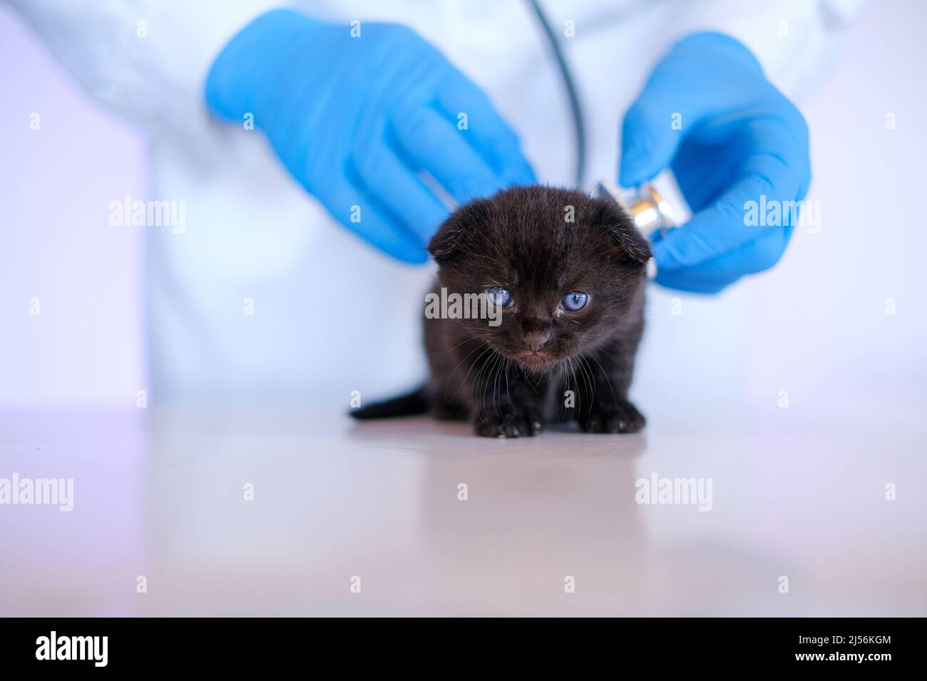 Médecine pour les animaux.chaton et vétérinaire.chaton noir entre les mains d'un médecin.Santé de chat.examen avec un vétérinaire.British shorthair Banque D'Images