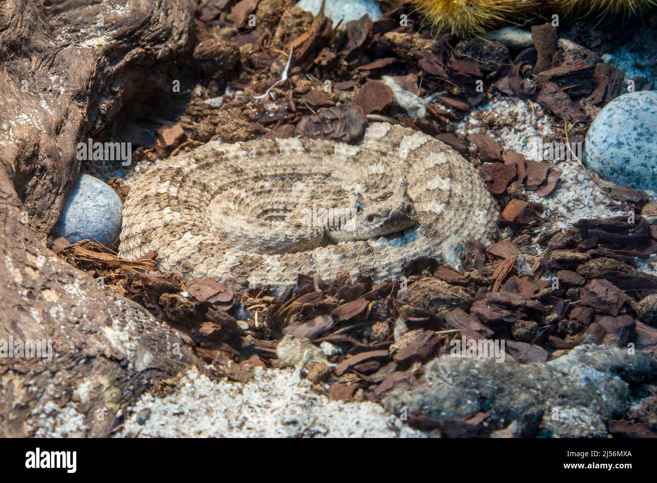 L'image de gros plan du jeune Sidewinder (Crotalus cerastes). Il s'agit d'une espèce de vipère venimeux qui se trouve dans les régions désertiques Banque D'Images