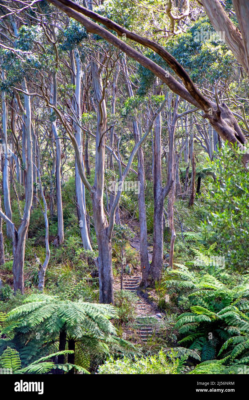 Marches sur l'ascension des sommets de Strzelecki sur l'île de Flinders Banque D'Images