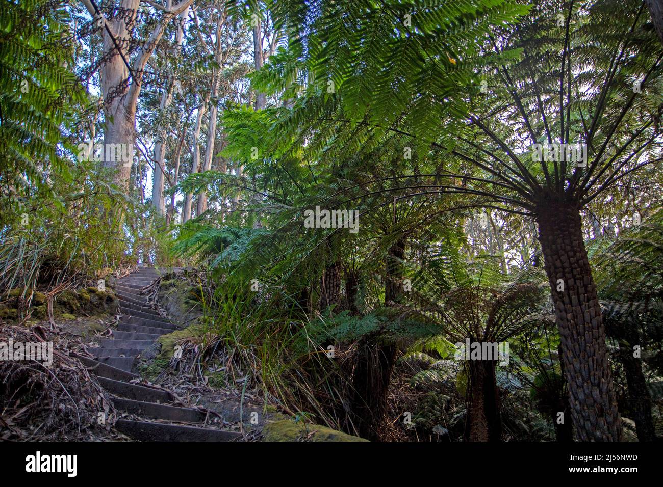 Marche à travers la forêt sur la montée jusqu'aux sommets de Strzelecki sur l'île de Flinders Banque D'Images