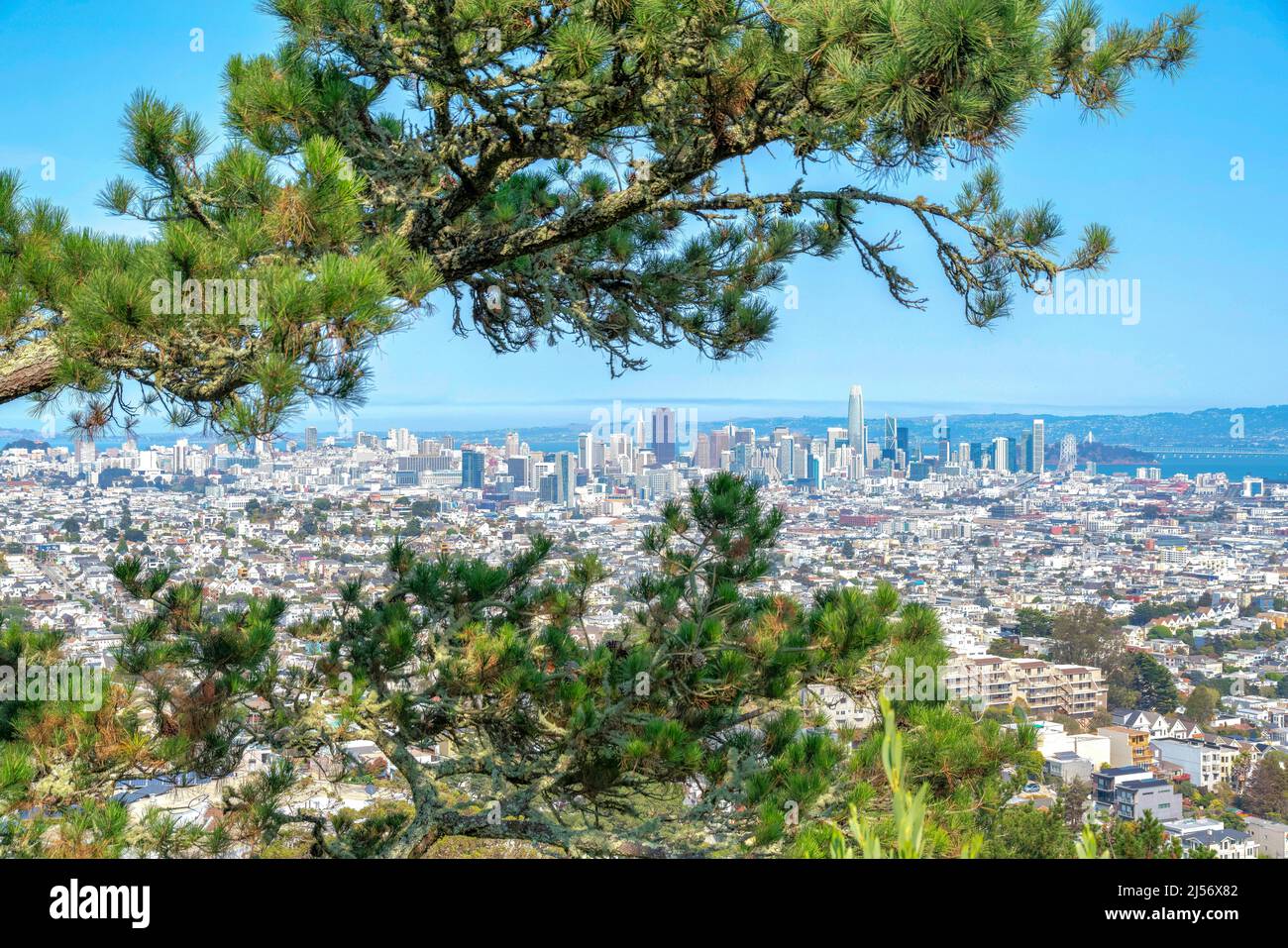 Vue sur la communauté de San Francisco depuis un complexe d'appartements en Californie. Il y a des branches d'un pin à l'avant contre la vue de buildi Banque D'Images