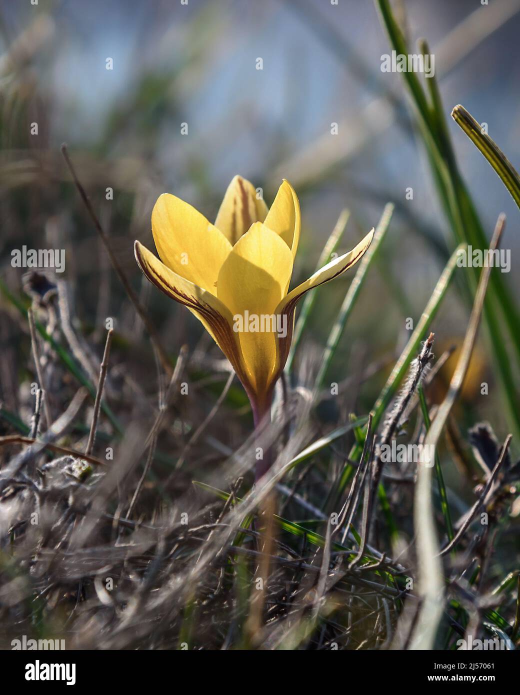 Fleur de Crocus susianus jaune au printemps Banque D'Images