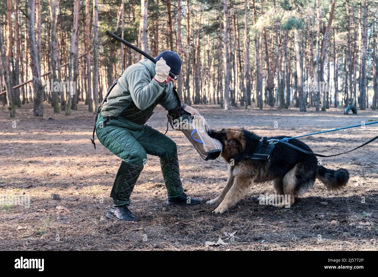 Le Berger allemand tient la manche de morsure dans sa bouche. Un homme