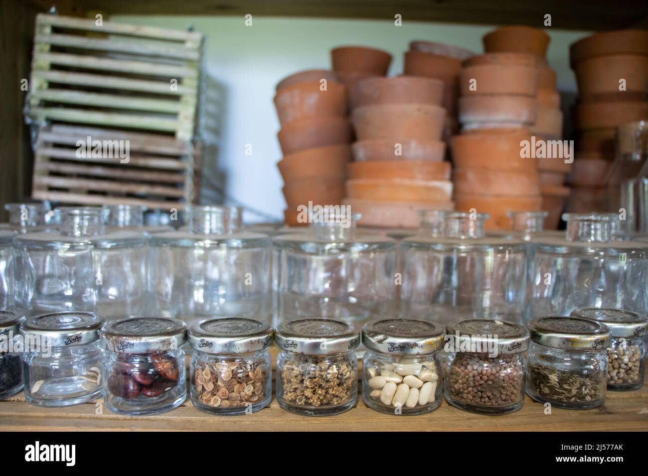 Concentrez-vous sur des pots de graines sur une étagère dans un abri de jardin. Pots en arrière-plan - hors foyer. Banque D'Images