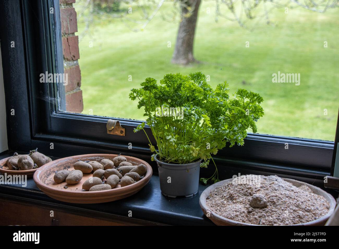 Persil dans une casserole et planter des pommes de terre sur un seuil de fenêtre d'une serre. Banque D'Images