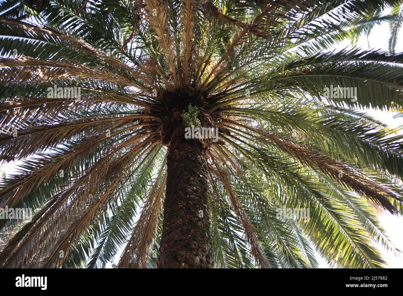 Napoli - Fronde di Phoenix canariensis nell'Orto Botanico Banque D'Images