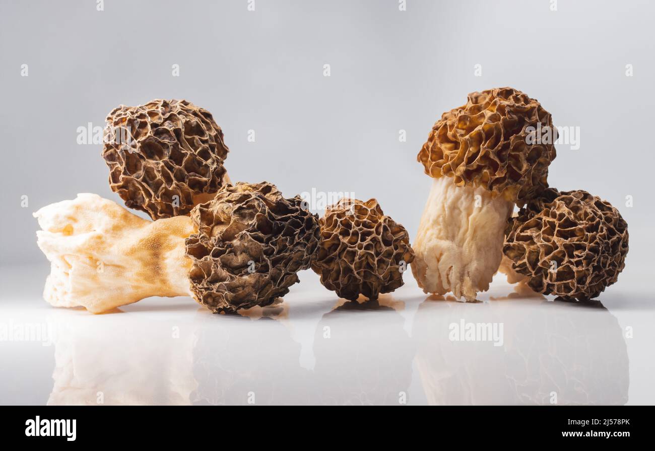 morels de champignons délicats sur fond blanc Banque D'Images